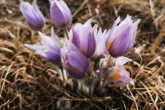 4.1-spring-crocuses-2020