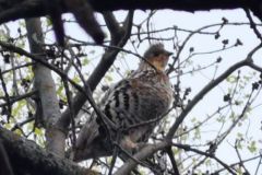 4.2bird-brown