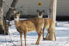 4.3-deer