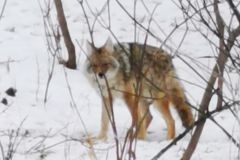4.4-coyote