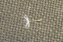 SEMENCE-...-OEUVRE-DE-DIEU