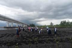 mangrove-planting-2025-11